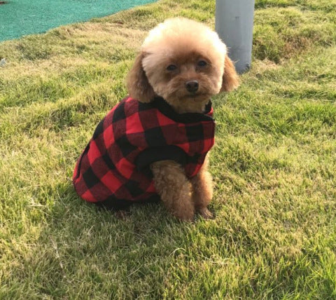 Hoody Hundeweste