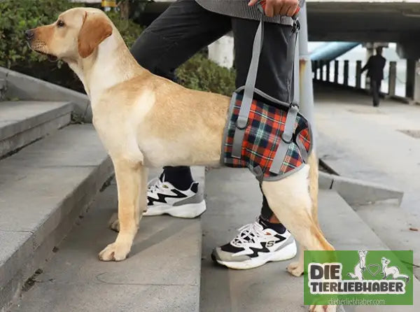 Hilfsgurt für Haustierbeine – Hinterbeine - Orange / L / Hind leg - Hunde Zubehör