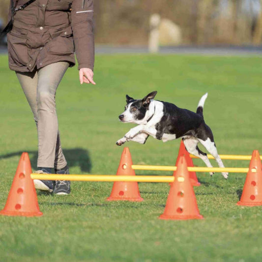 Hunde Agility-Set mit 6 orange-gelben Pylonen und 3 Stangen für Hindernisparcours, Slalomtraining und Koordinationstraining