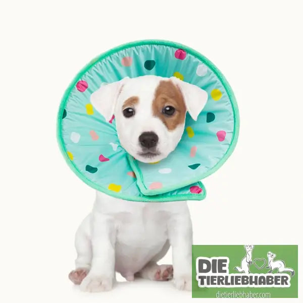 Antileckschutzkragen für Katzen und Hunde - Tierbedarf