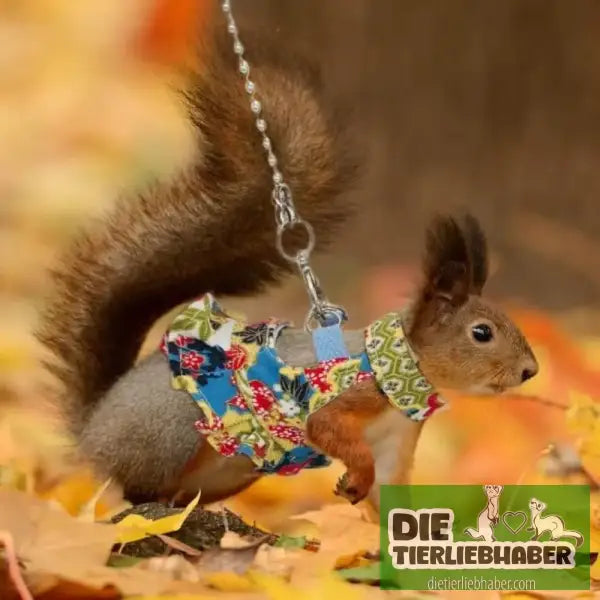 Frettchen Brustgeschirr mit Leine – Multicolor - Geschirr