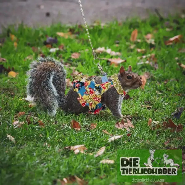 Frettchen Brustgeschirr mit Leine – Multicolor - Geschirr