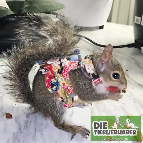 Frettchen Brustgeschirr mit Leine – Multicolor - Geschirr