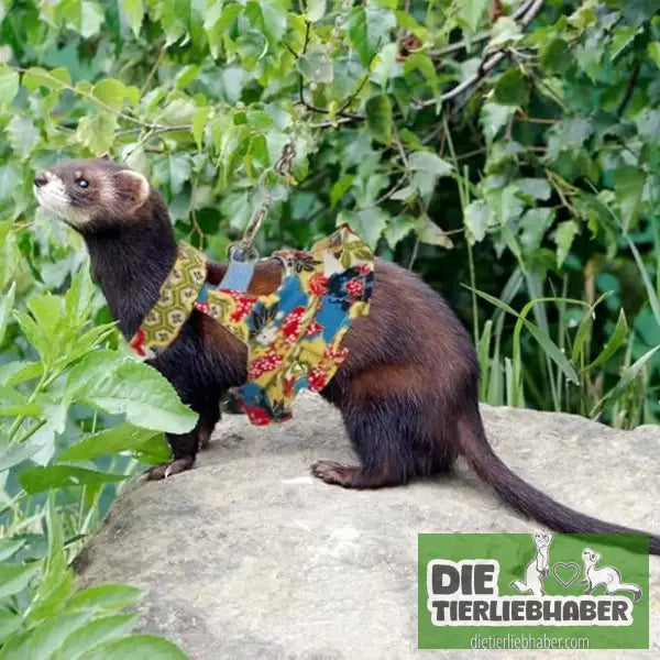 Frettchen Brustgeschirr mit Leine – Multicolor - Geschirr