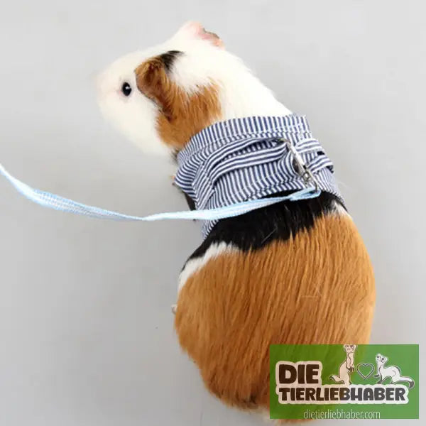 Geschirr für Meerschweinchen - Blue stripes / L - Haustierbedarf