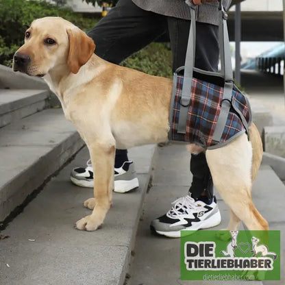 Hilfsgurt für Haustierbeine – Hinterbeine - Blue / L / Hind leg - Hunde Zubehör