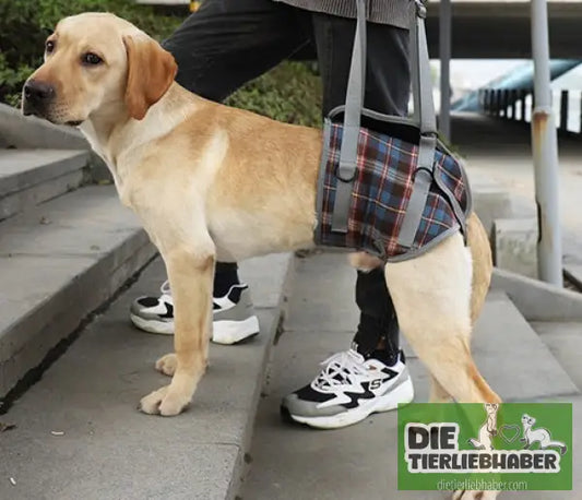 Hilfsgurt für Haustierbeine – Hinterbeine - Hunde Zubehör