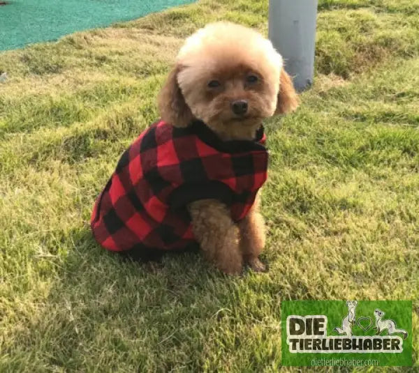 Hoody Hundeweste - Hunde Hoody