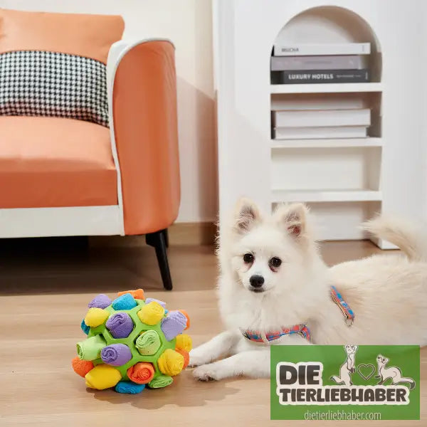 Hundeschnüffelball - Suchspiel