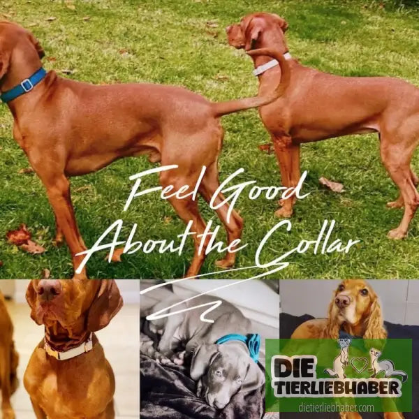Mehrfarbiges Hundehalsband- und Leinenset aus Samt mit Schleife - Hunde Zubehör