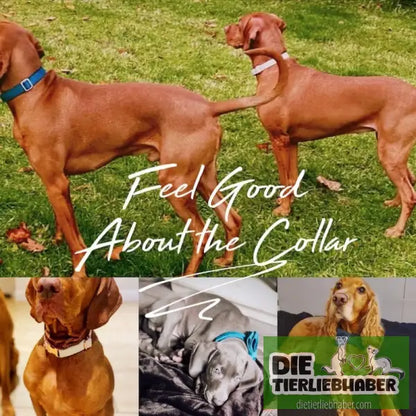Mehrfarbiges Hundehalsband- und Leinenset aus Samt mit Schleife - Hunde Zubehör
