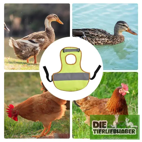 Reflektierende Weste für Hühner - Sicherheit