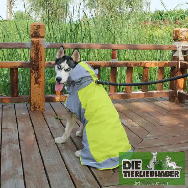 Regenmantel für Hunde - Green / 12size - Hunde und Katzenkleidung