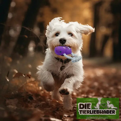 Teddy-Spielzeug bissfest Spielzeug zur Linderung von Langeweile - Kauspielzeug für Hunde