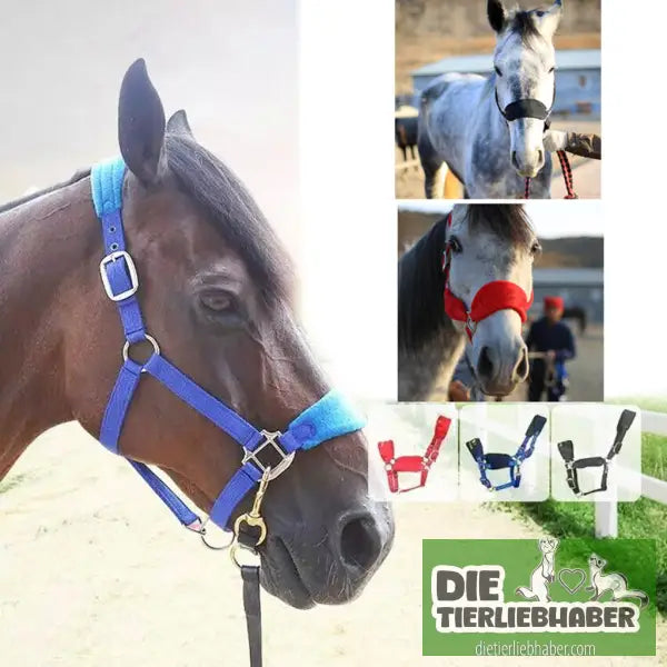 Zaumzeug mit gepolsterter Metallöse und Schnalle - Alles Rund ums Pferd